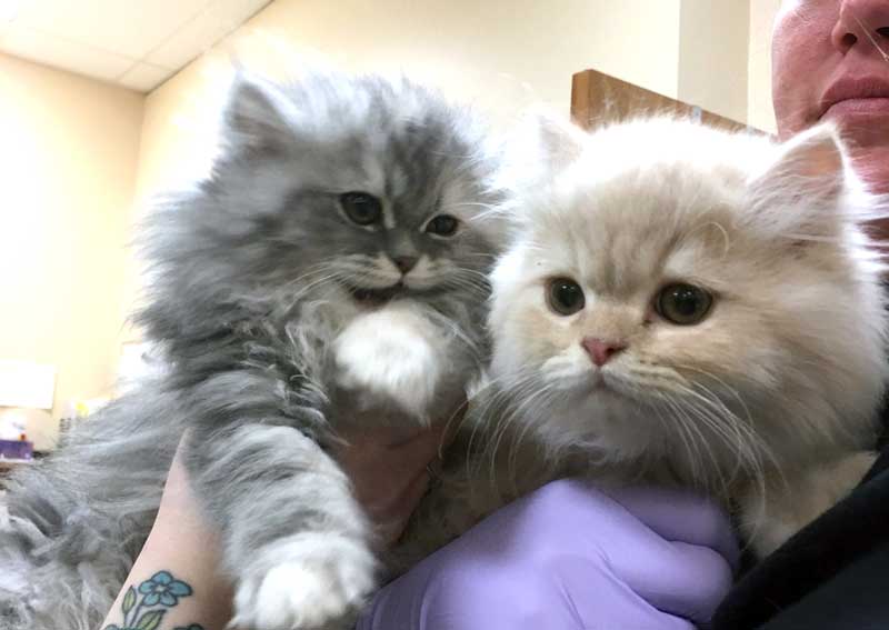 Carousel Slide 4: Cat veterinarians