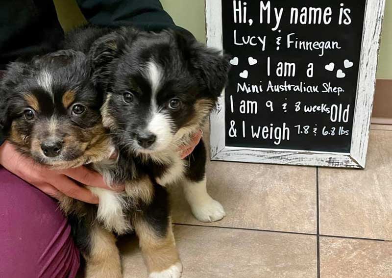 Carousel Slide 3: Dog veterinary care