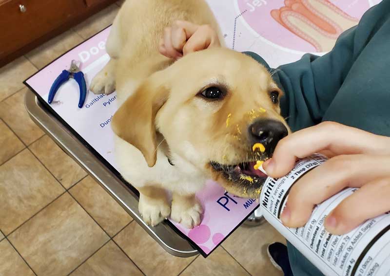 Carousel Slide 5: Fear Free Veterinarians